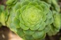 Macro Succulent III