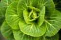 Cabbage Detail