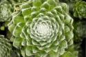 Arachnoideum Succulent I