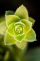 Succulent Blossom II