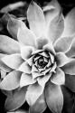 Monochrome Succulent I