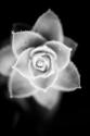 Monochrome Succulent II