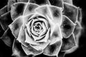 Monochrome Succulent III