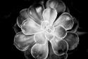 Monochrome Succulent VI
