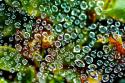 Spider Web Dew I