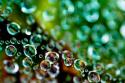 Spider Web Dew II