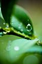Suspended Dew I