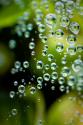 Suspended Dew II