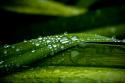 Dew on Grass
