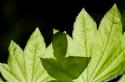 Illuminated Leaves
