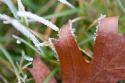 Morning Frost I