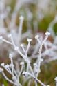 Winter Frost I