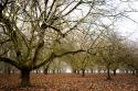 Hazel Tree Grove III