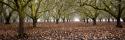 Hazel Tree Grove Pano I