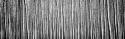 Pacific Albus BW II