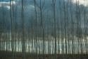 Pacific Albus & Clouds I
