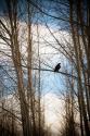 Hawk Silhouette