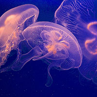 Jellyfish Dance I