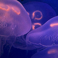 Jellyfish Dance II