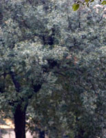 Bambino I