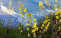 Wild Mustard