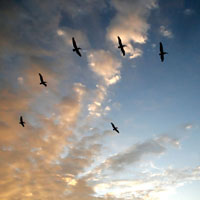 Pelicans at Sunset
