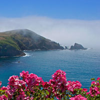 Fog & Roses
