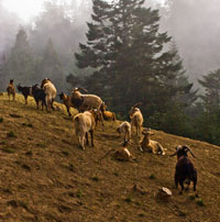 Misty Pasture