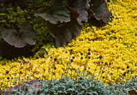 Garden Glimpse III