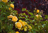 Garden Glimpse V