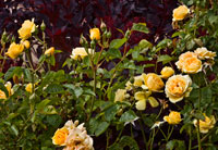 Garden Glimpse VI