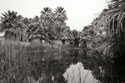 Ancient Palms I