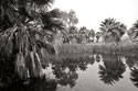 Ancient Palms II