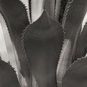 Agave II
