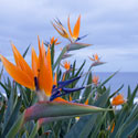 Birds of Paradise I