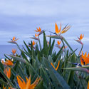 Birds of Paradise II