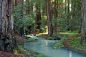 Redwood Forest I