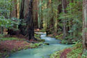 Redwood Forest II