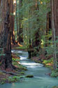 Redwood Forest IV