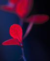 Dancing Blue & Red I
