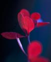 Dancing Blue & Red II