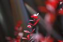 Red Grey Interplay I