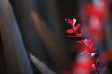 Red Grey Interplay II
