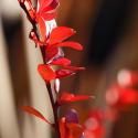 Red Leaves I
