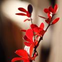 Red Leaves II