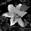 White Lily II