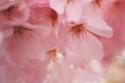 Cherry Blossoms I