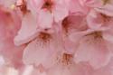 Cherry Blossoms II