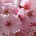 Sunny Blossoms I