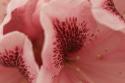 Tender Petals II